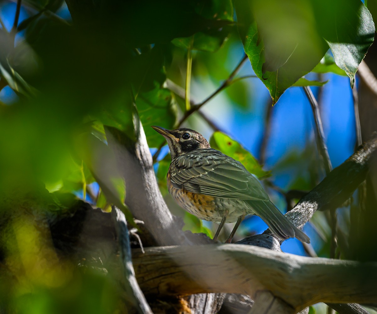 American Robin - ML623383198