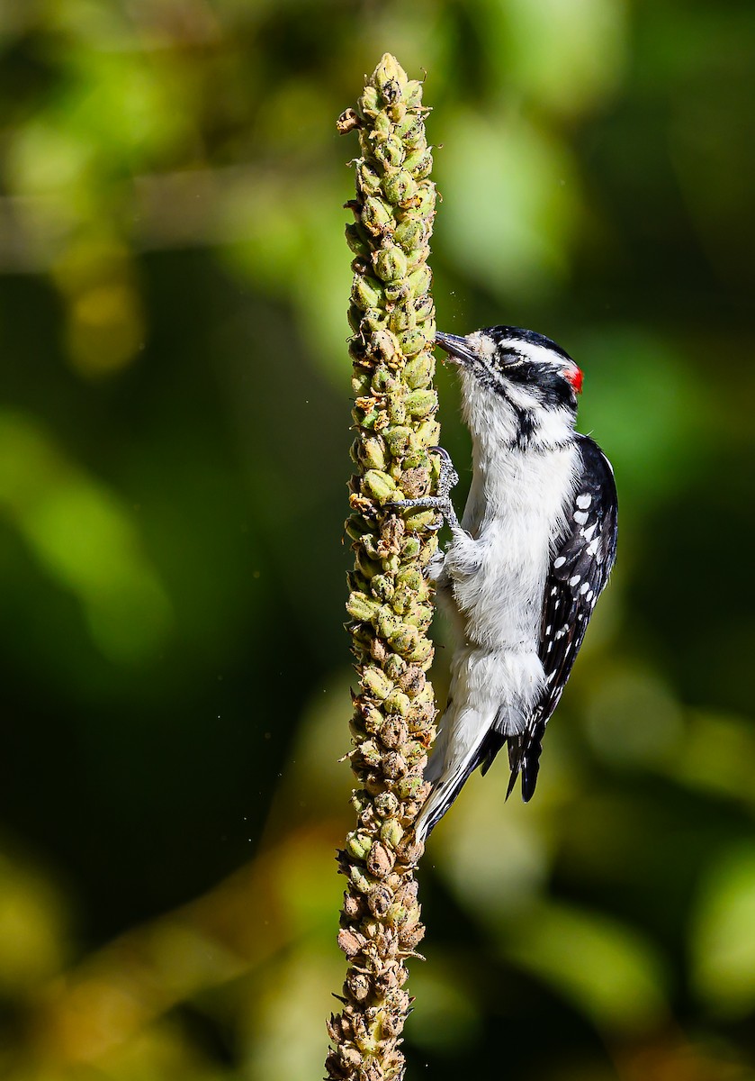 Downy Woodpecker - Ken Miracle