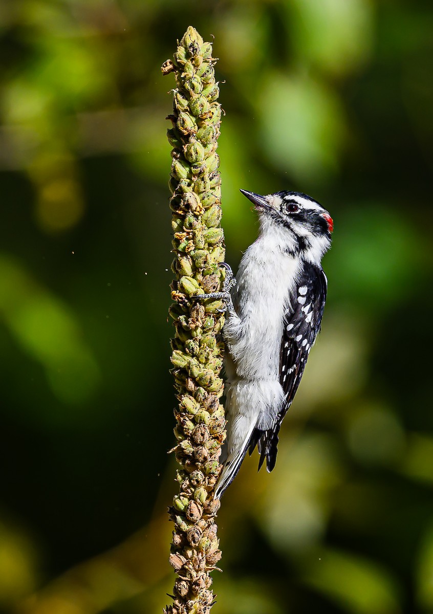 Downy Woodpecker - Ken Miracle