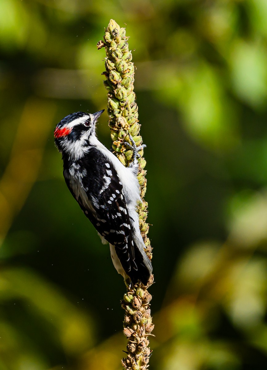 Downy Woodpecker - ML623383201