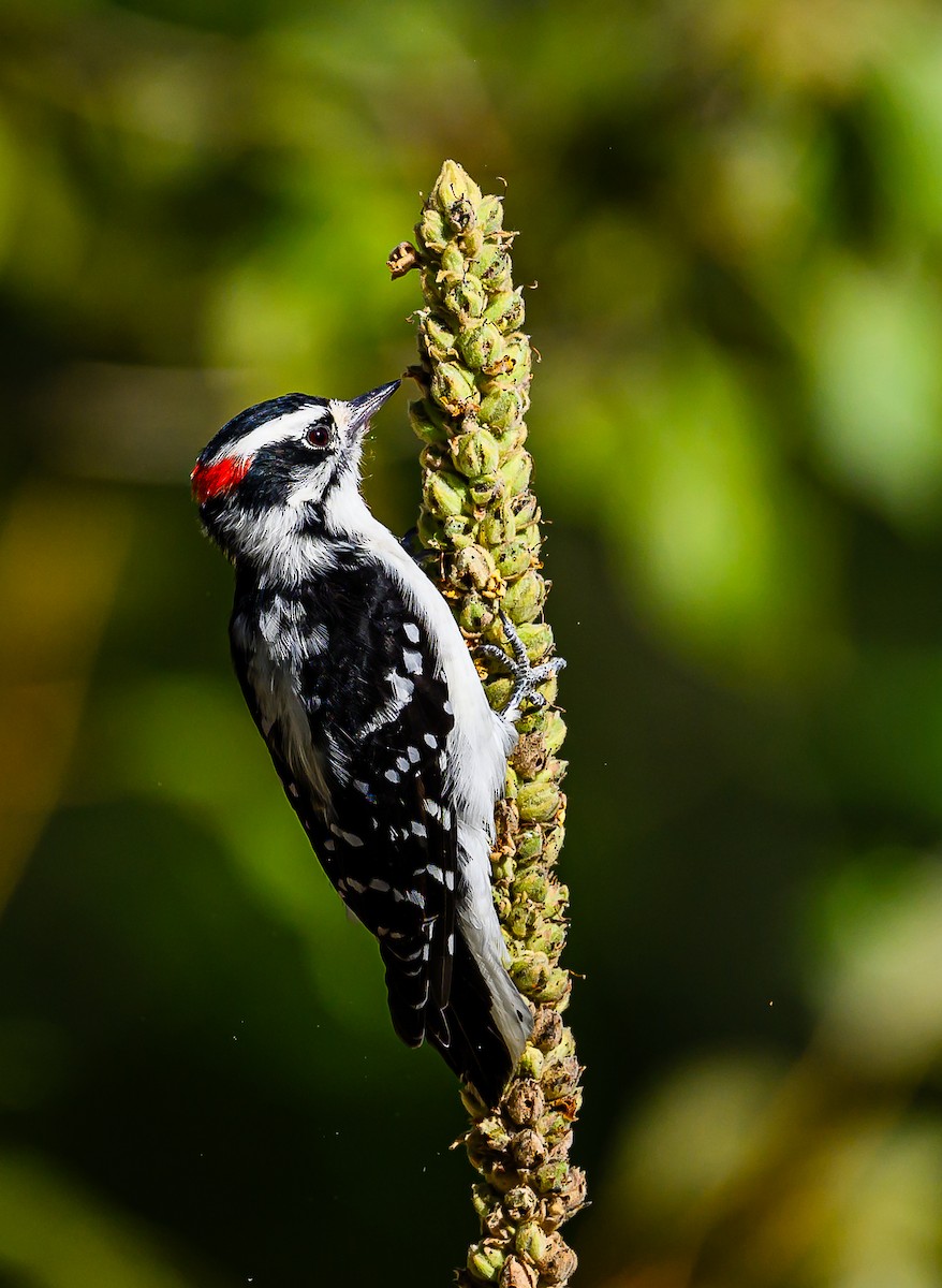 Downy Woodpecker - ML623383202