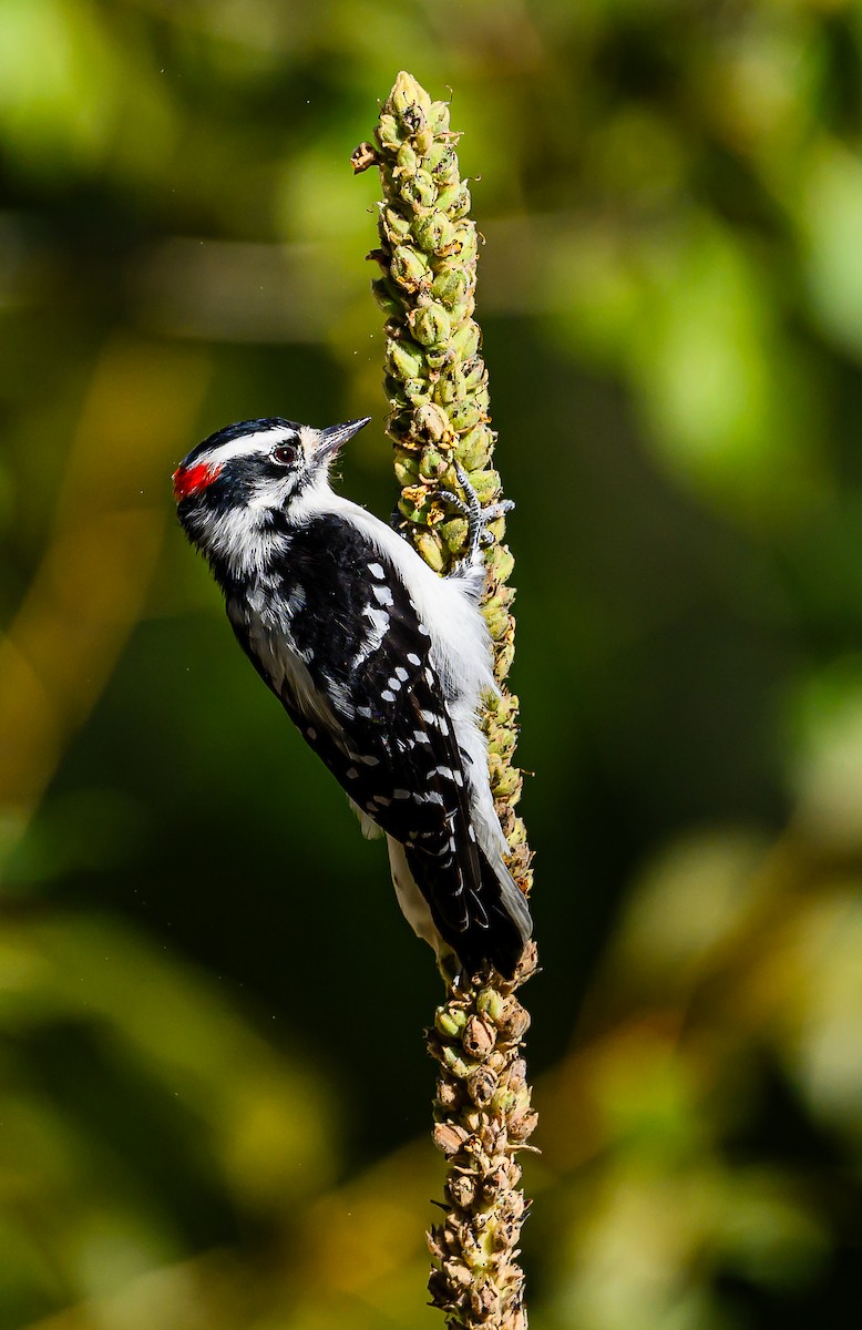 Downy Woodpecker - ML623383203