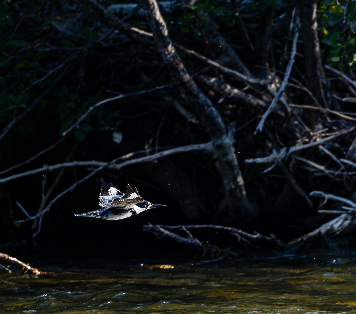 Belted Kingfisher - ML623383205