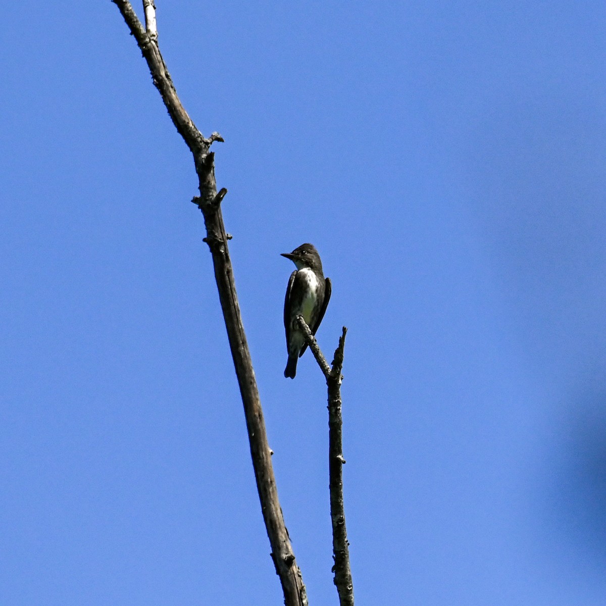 Olive-sided Flycatcher - ML623383223