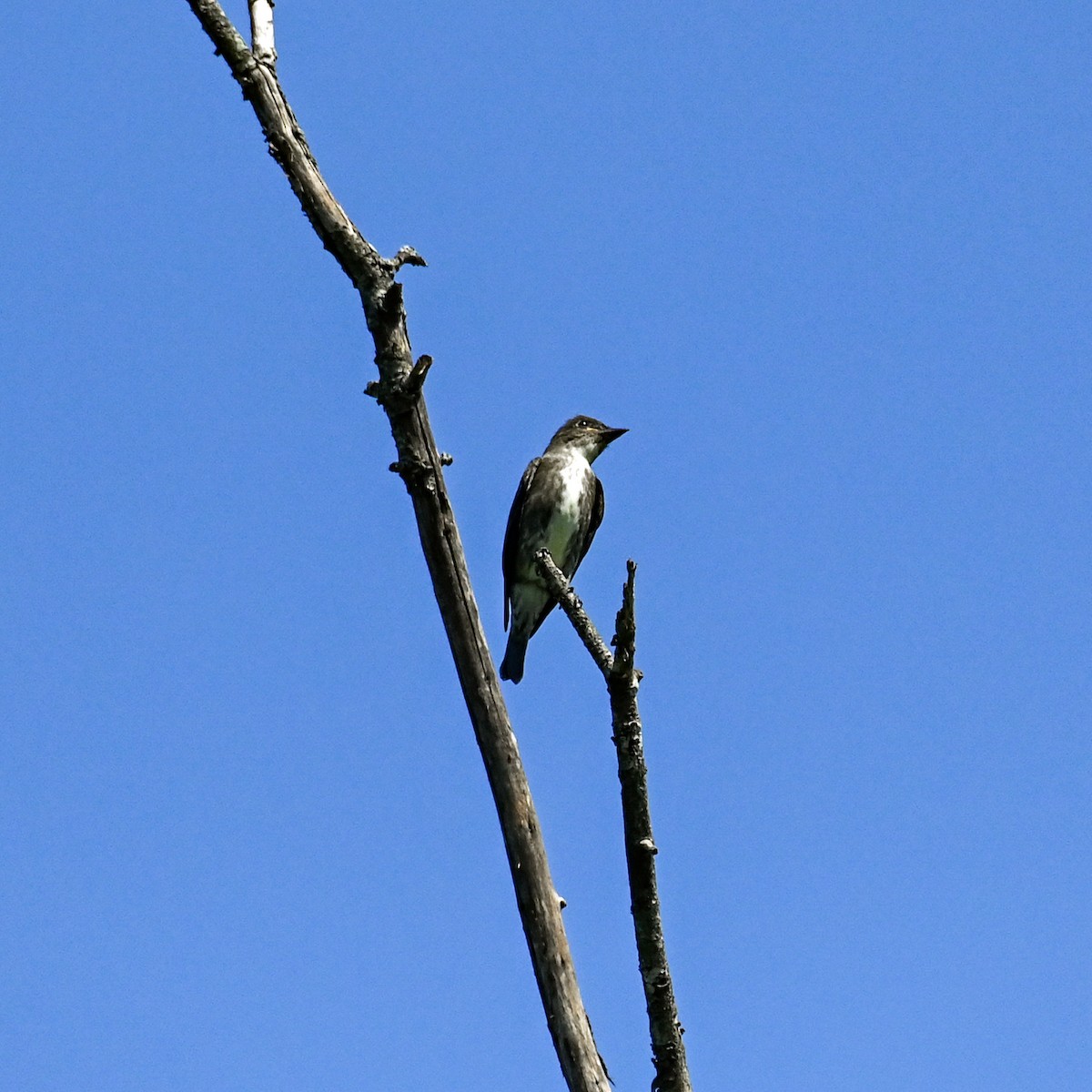 Olive-sided Flycatcher - ML623383224