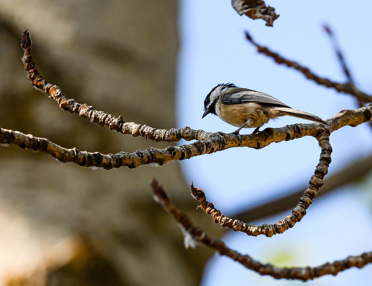 Black-capped Chickadee - ML623383252