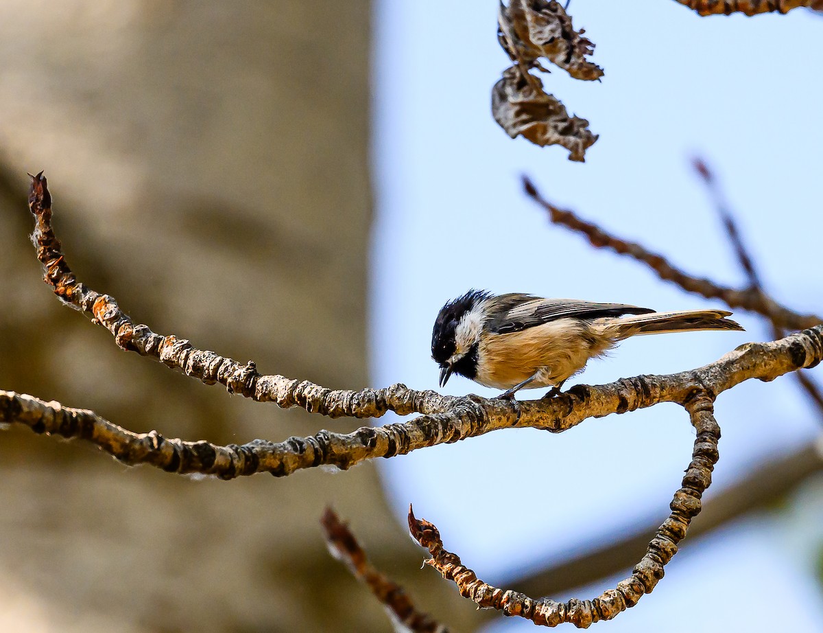 Black-capped Chickadee - ML623383253