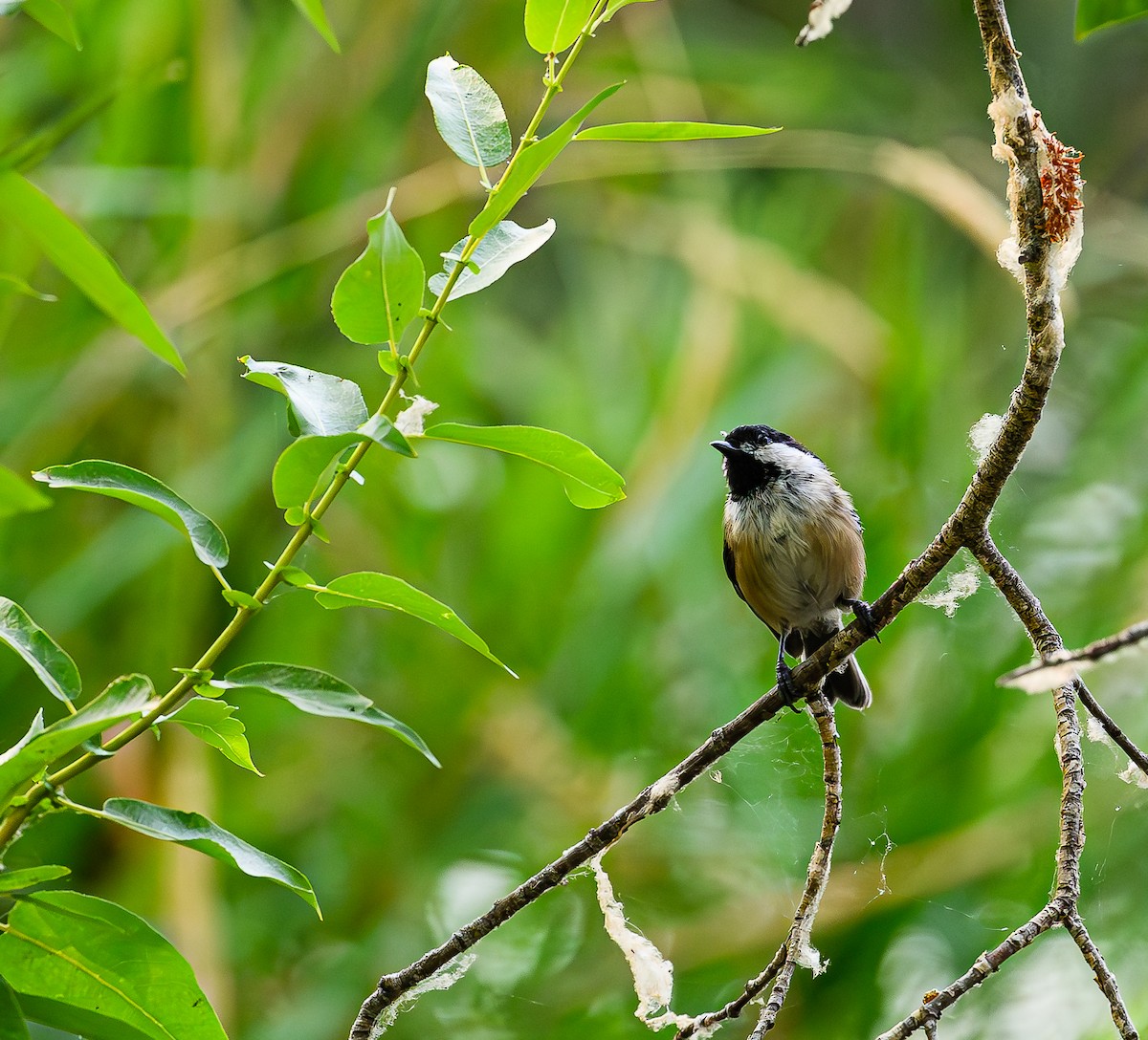 Black-capped Chickadee - ML623383272