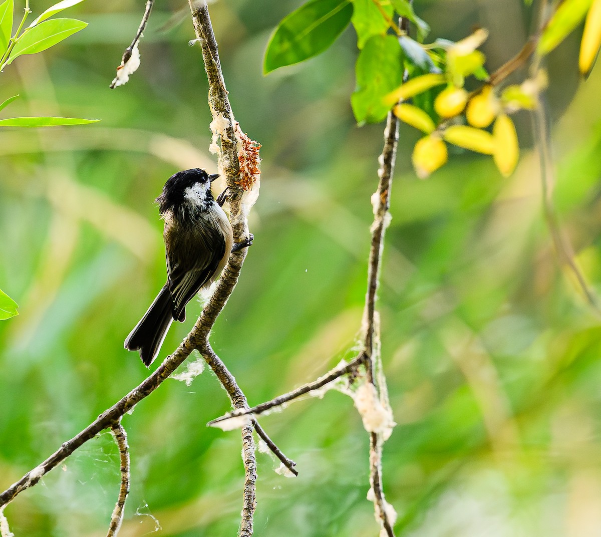 Black-capped Chickadee - ML623383273