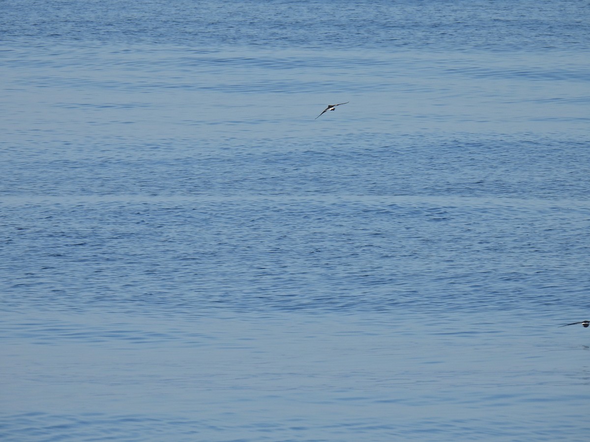 Leach's Storm-Petrel (Leach's) - ML623383306