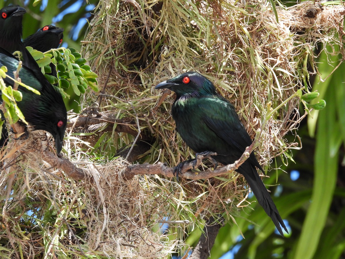 Metallic Starling - ML623383315