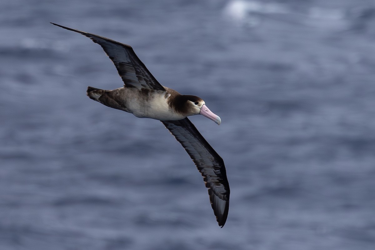 Short-tailed Albatross - ML623383318