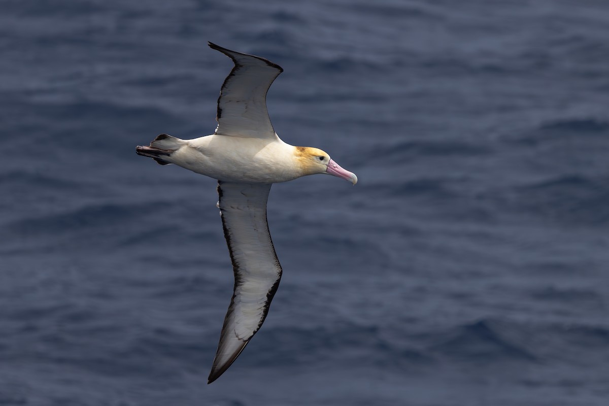 Short-tailed Albatross - ML623383319