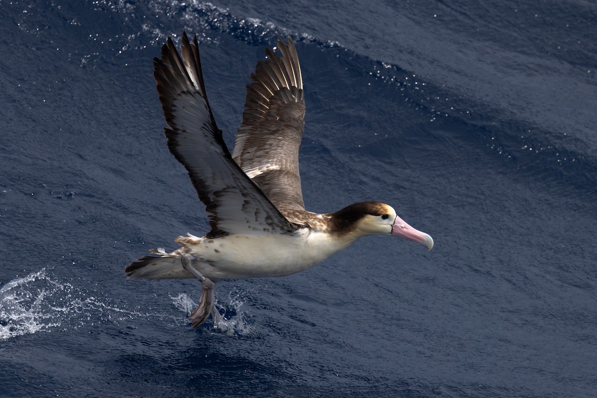 Short-tailed Albatross - ML623383320