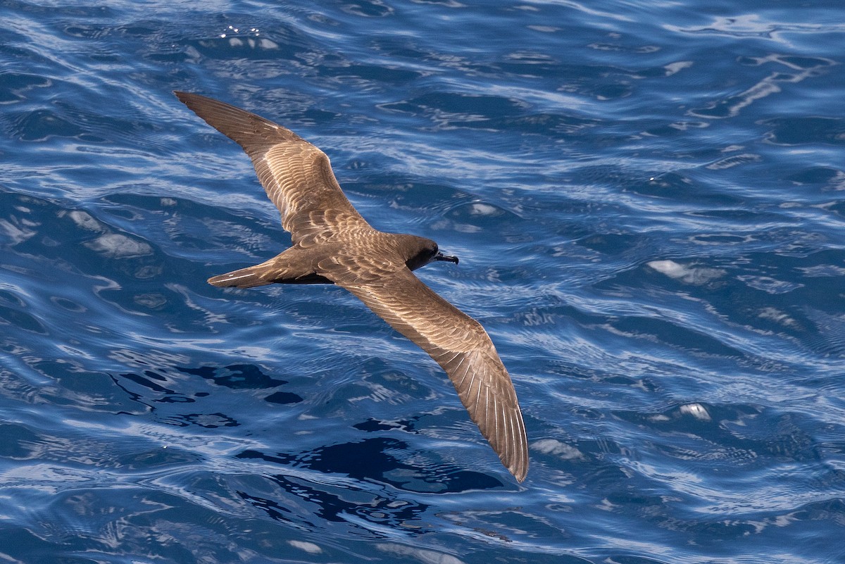 Wedge-tailed Shearwater - ML623383324