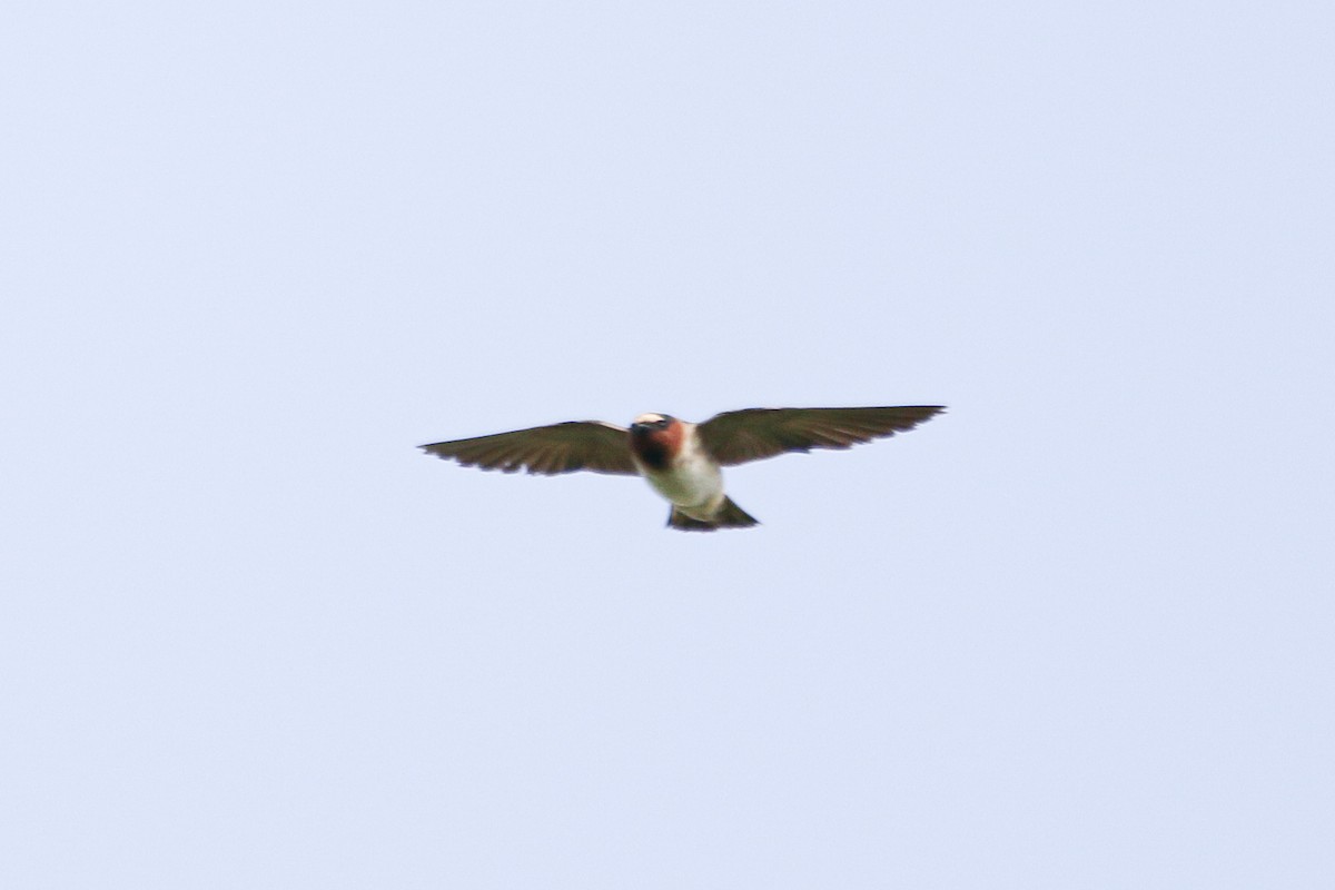 Cliff Swallow (pyrrhonota Group) - ML623383359