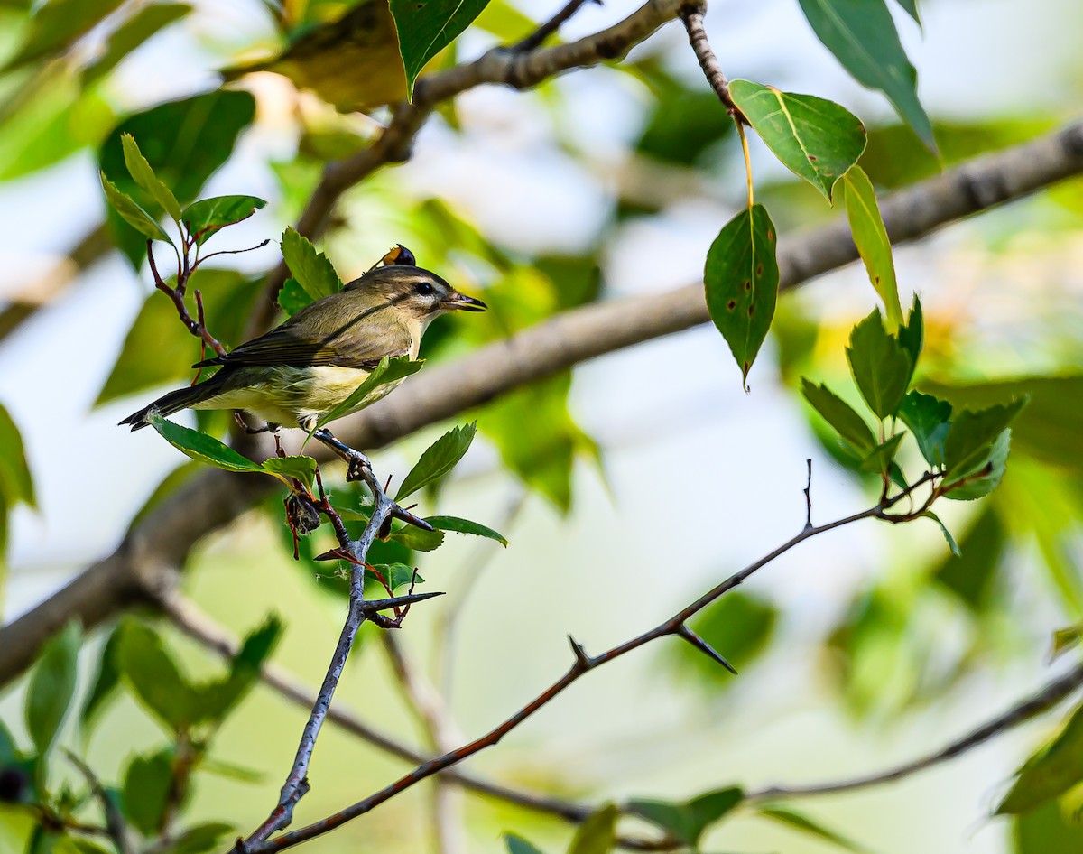 Warbling Vireo - ML623383423