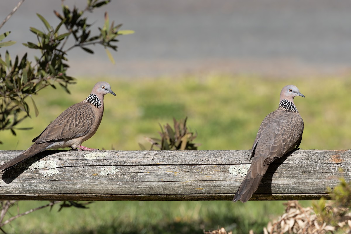 Spotted Dove - shorty w