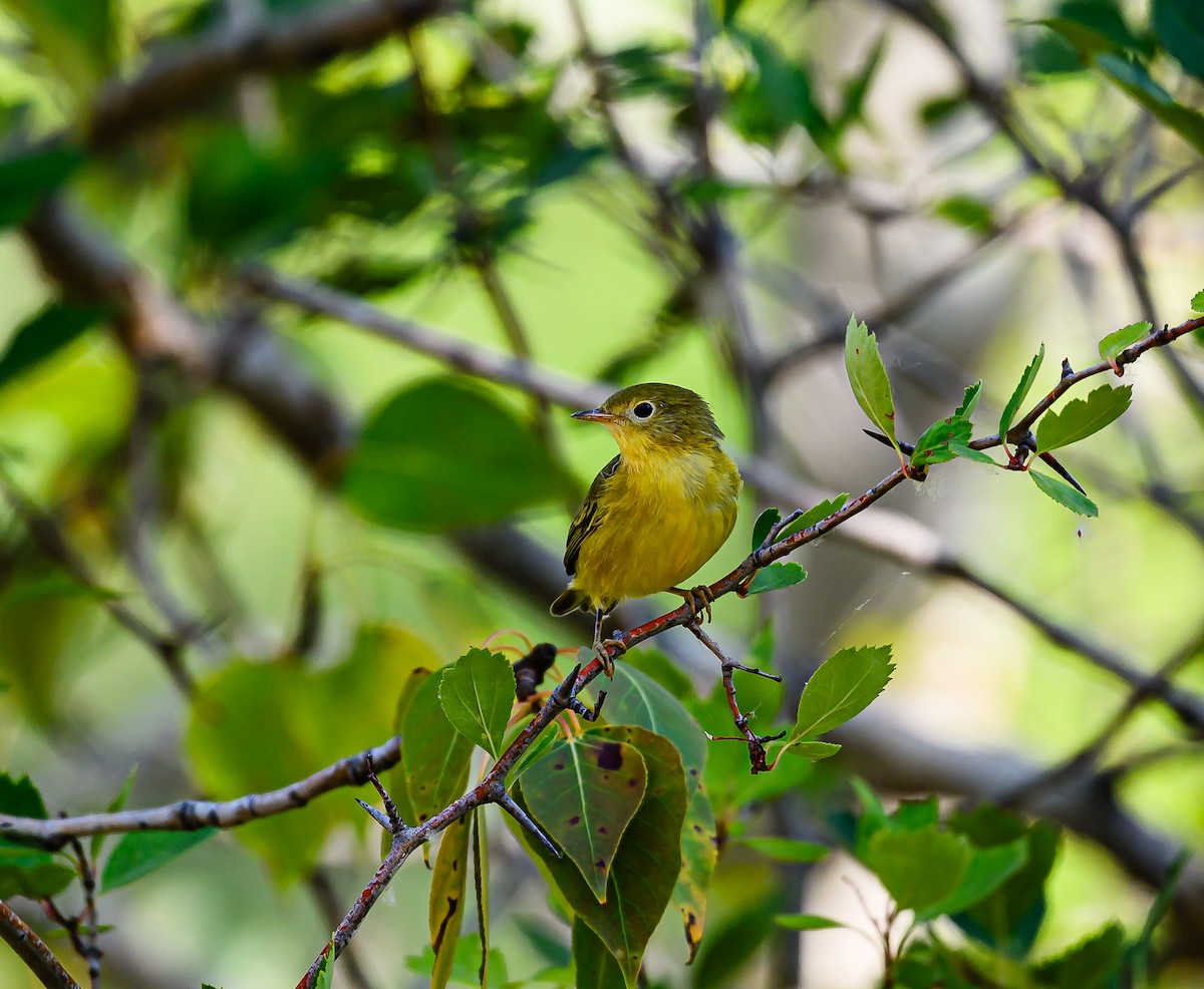 Nashville Warbler - ML623383436