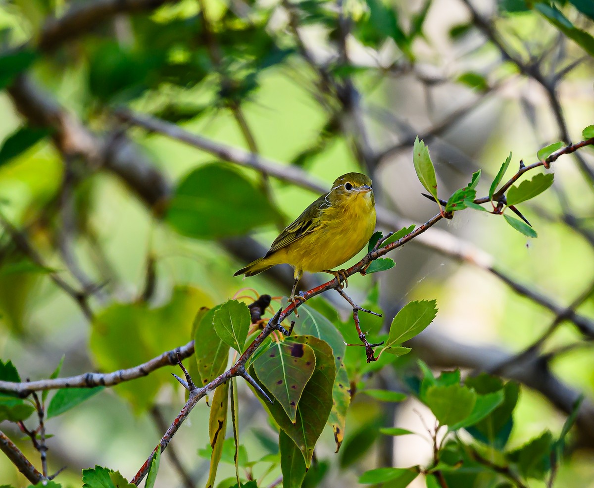 Nashville Warbler - ML623383437