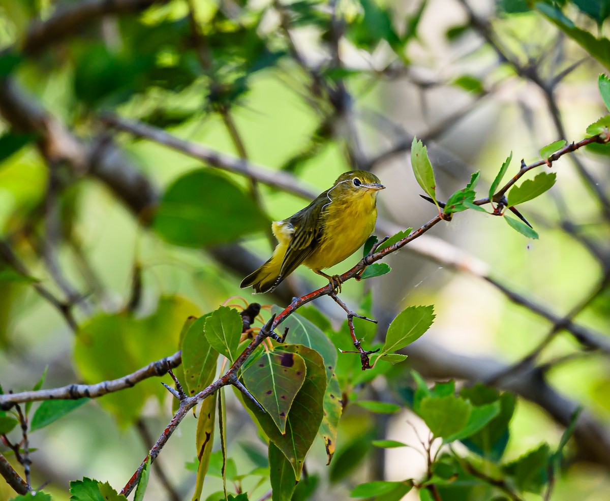 Nashville Warbler - ML623383438