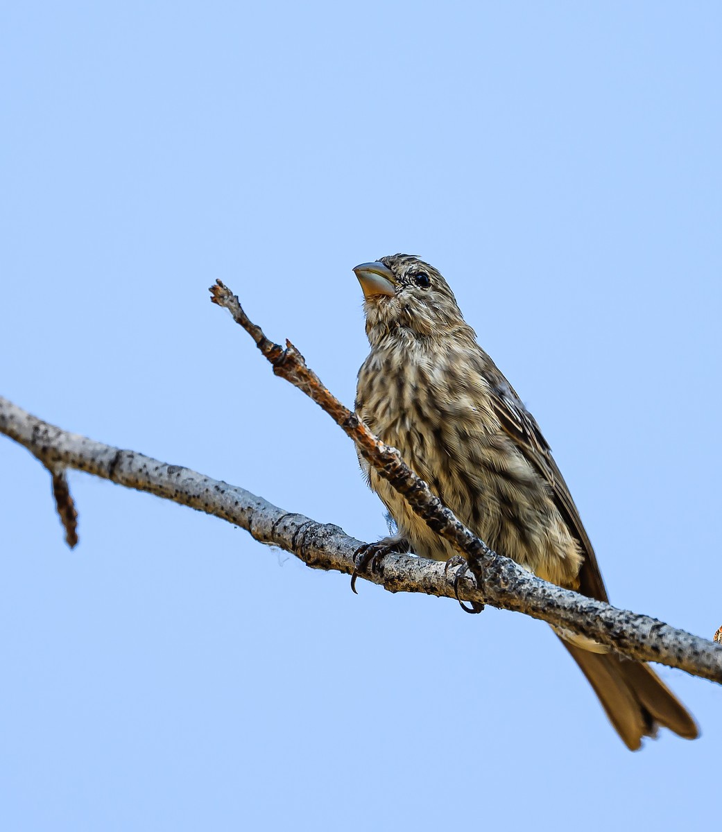 House Finch - ML623383458