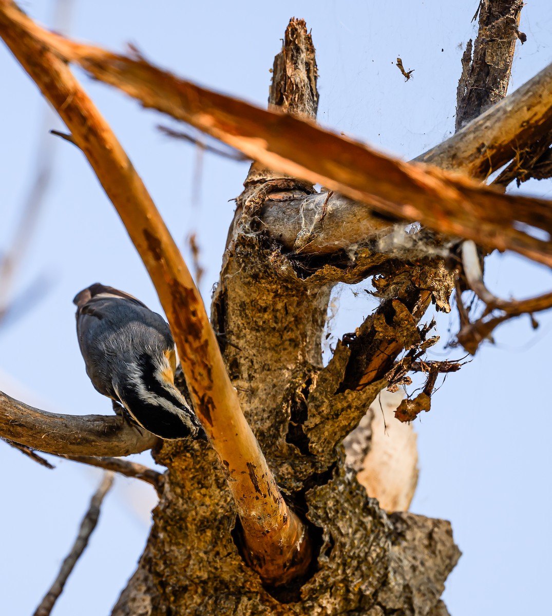 Red-breasted Nuthatch - ML623383475