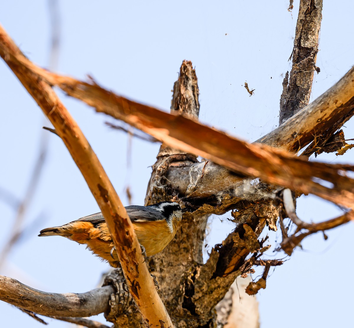 Red-breasted Nuthatch - ML623383476