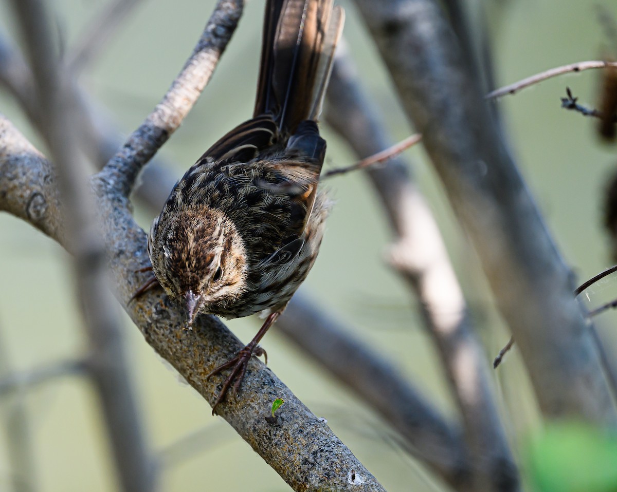 Song Sparrow - ML623383484