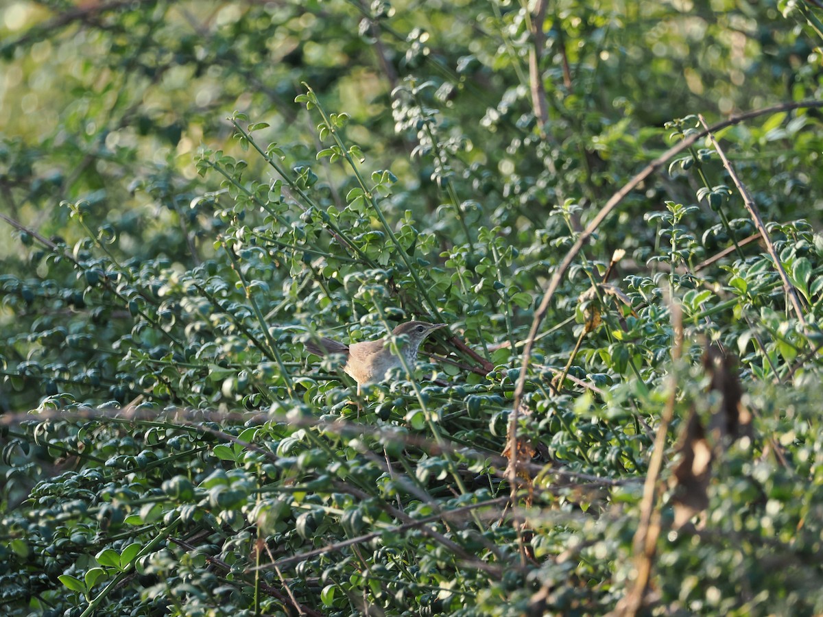 Baikal Bush Warbler - ML623383503