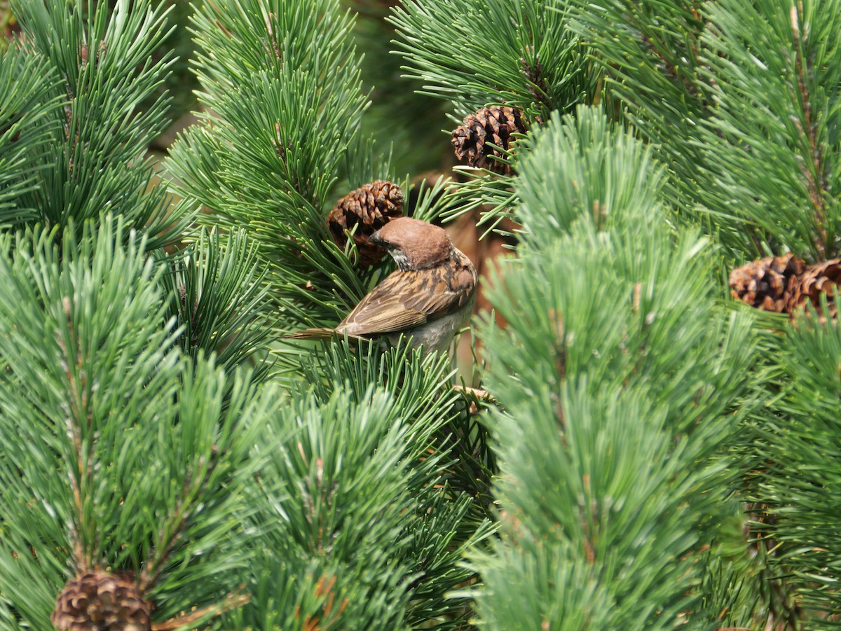 Eurasian Tree Sparrow - としふみ しみず