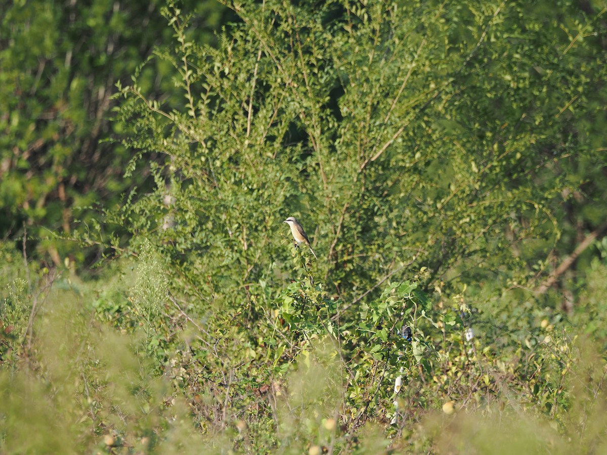 Brown Shrike (Philippine) - ML623383543