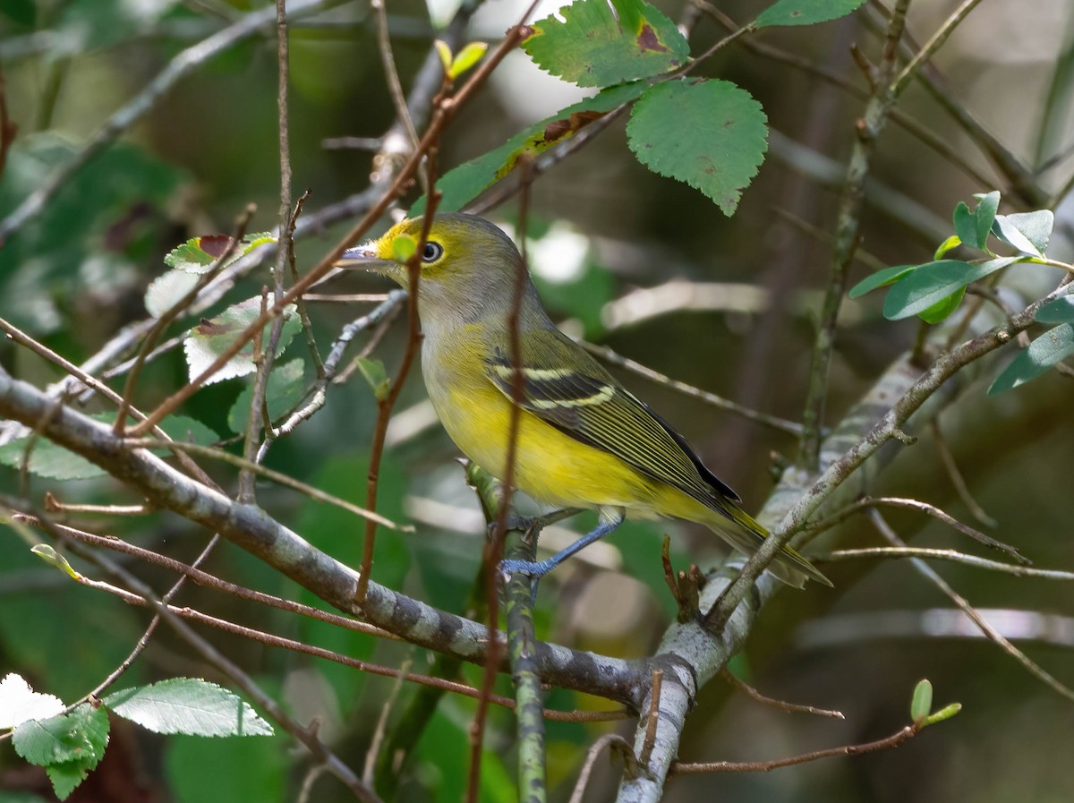 White-eyed Vireo - ML623383548