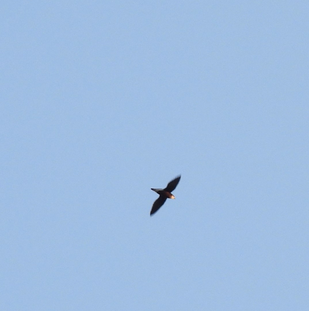 Brown-backed Needletail - ML623383551