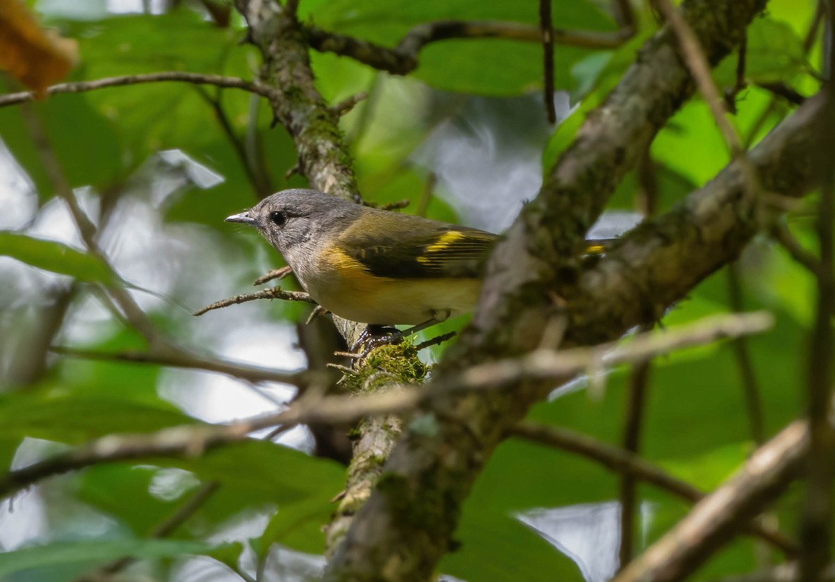 American Redstart - Eric Bodker