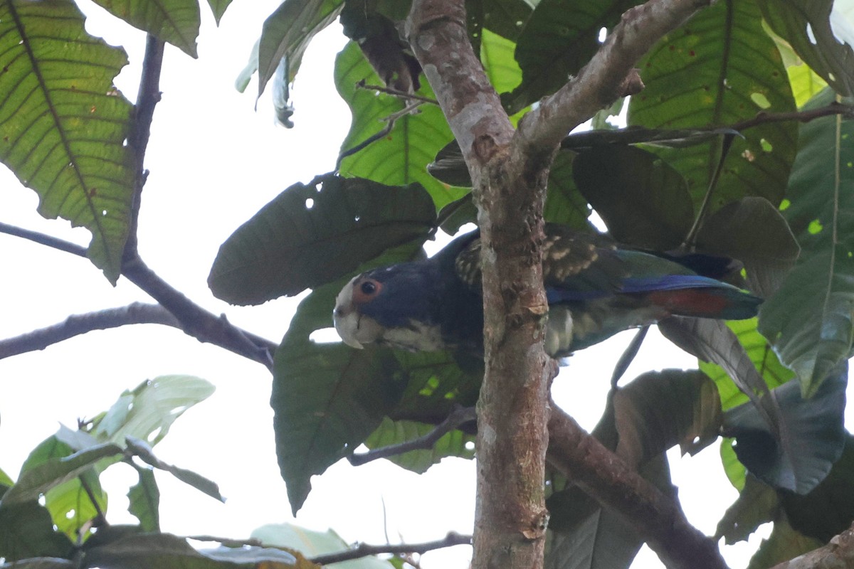 White-crowned Parrot - ML623383586