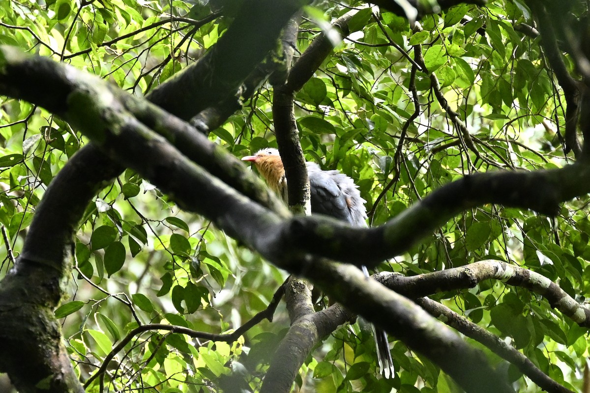 Red-billed Malkoha - Anonymous