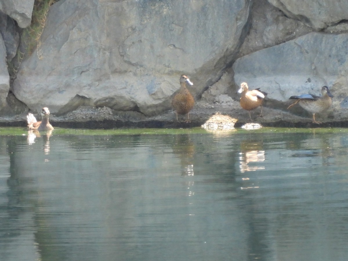 Ruddy Duck - ML623383654