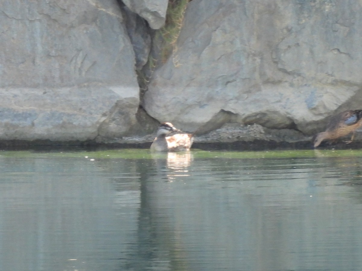 Ruddy Duck - ML623383685