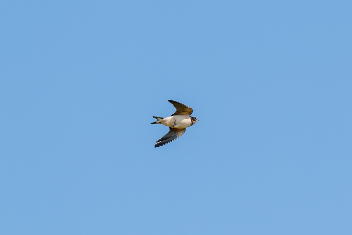 Barn Swallow - Ruslan Balagansky