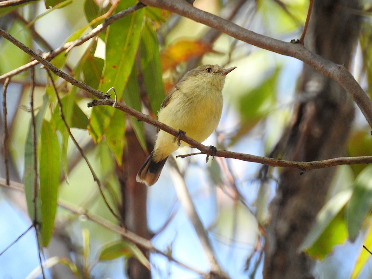 Buff-rumped Thornbill - Marie Tarrant