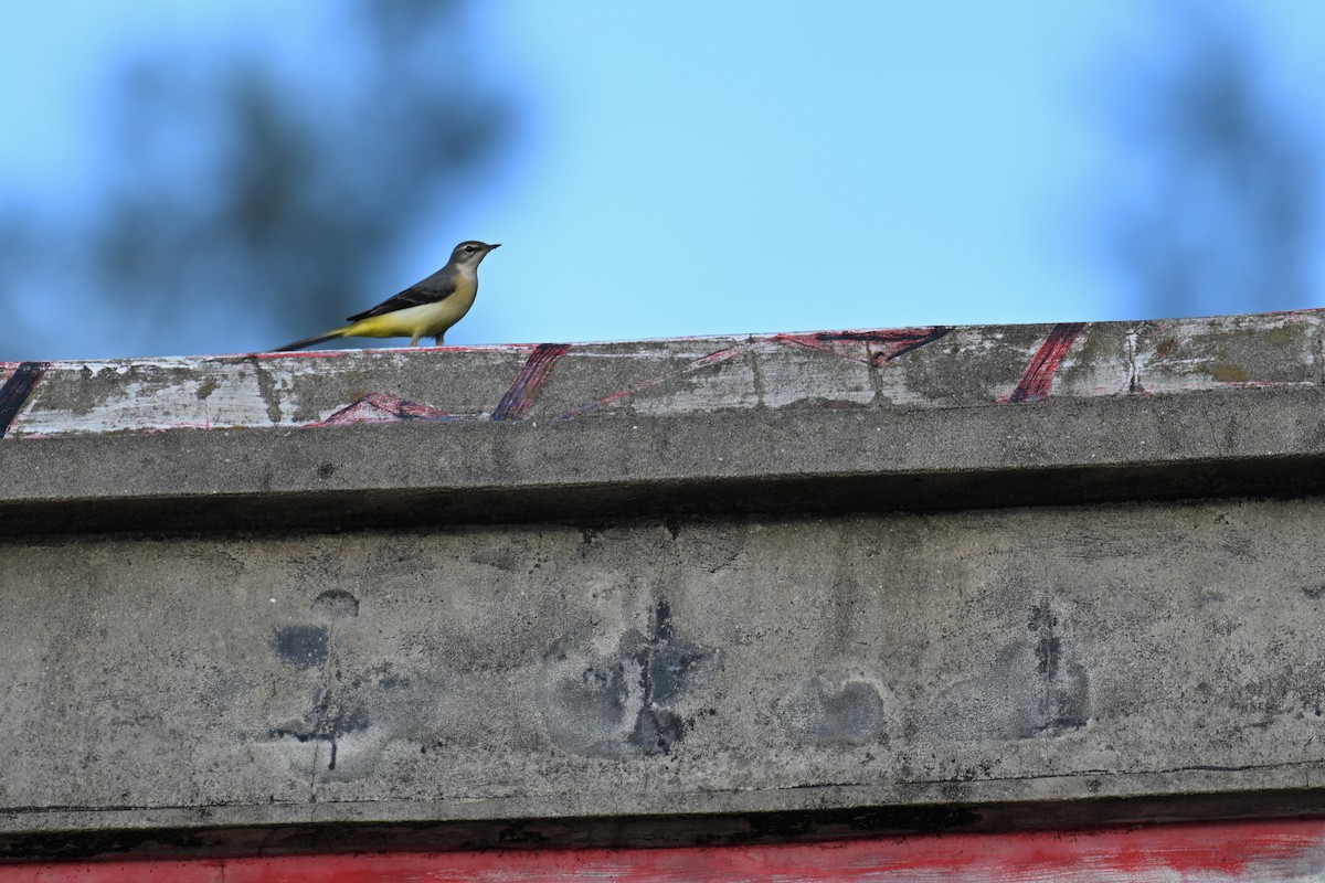 Gray Wagtail - ML623383757