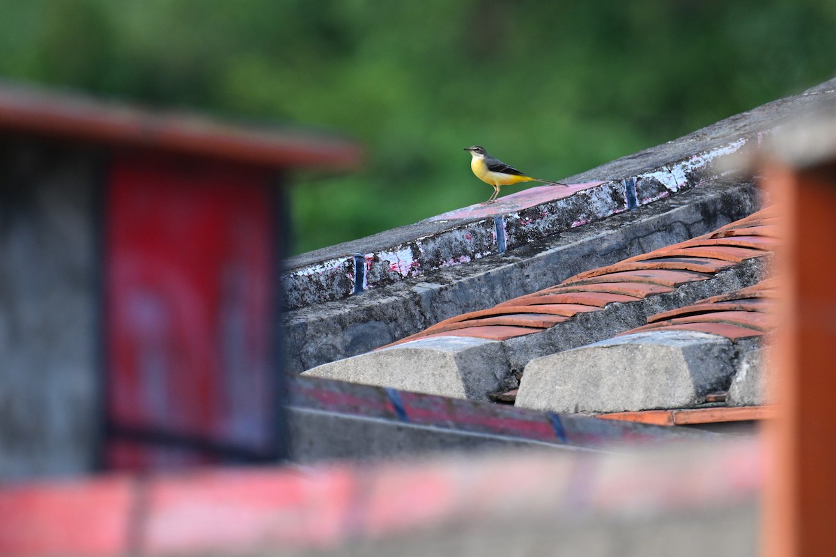 Gray Wagtail - ML623383758