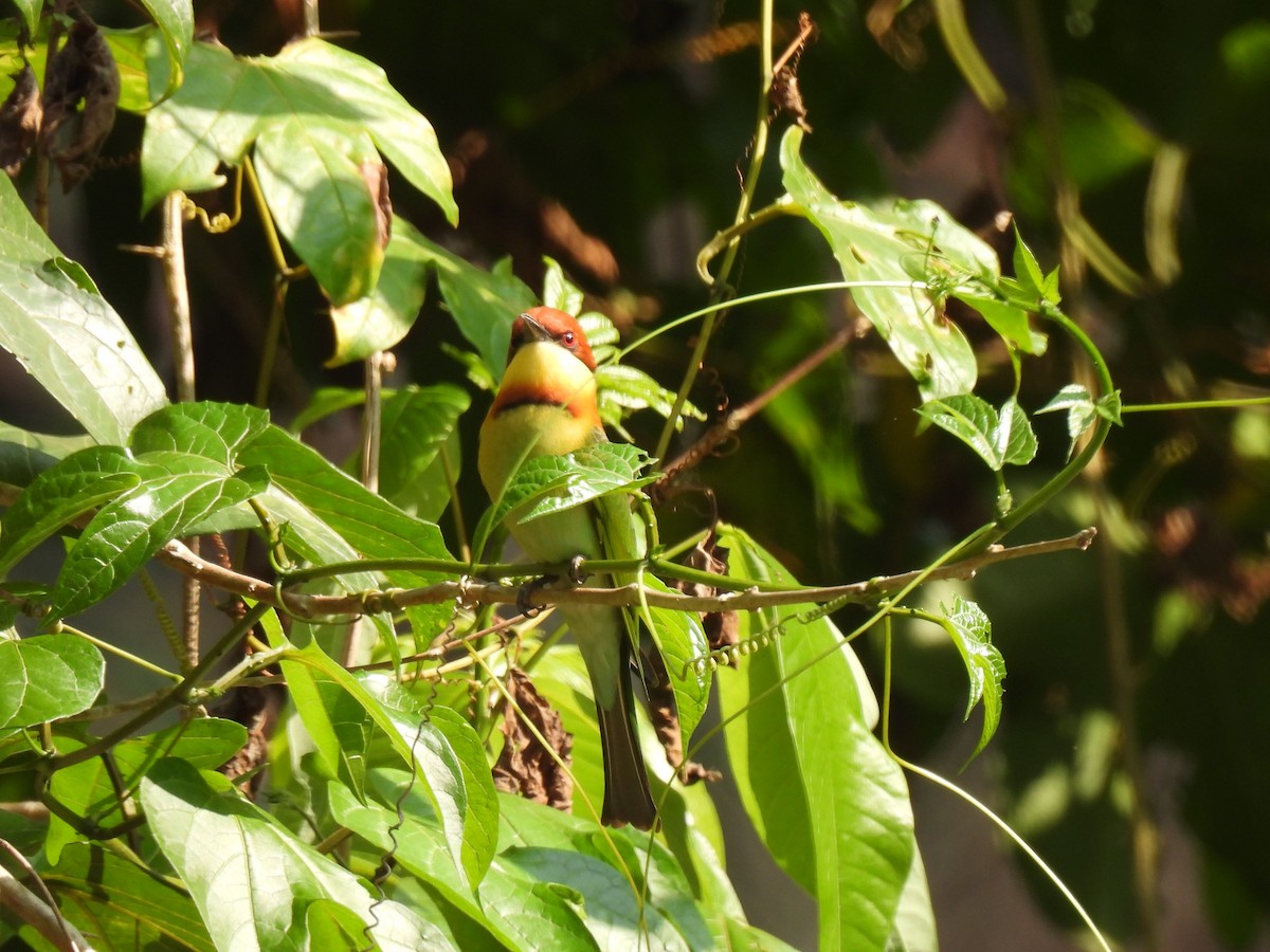 Chestnut-headed Bee-eater - Diane Bricmont