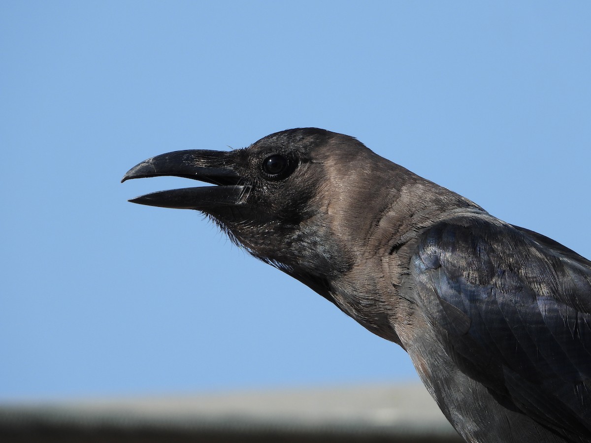 House Crow - ML623383792