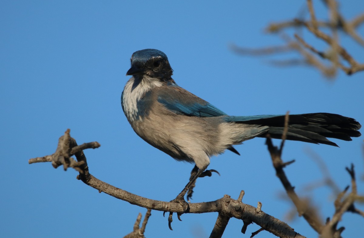 California Scrub-Jay - ML623383818