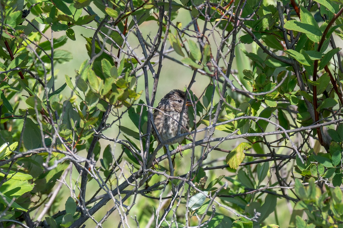 Bruant à couronne blanche - ML623383909