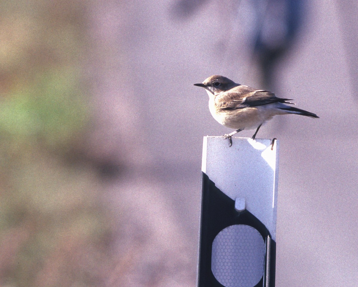 Western/Eastern Black-eared Wheatear - ML623383990