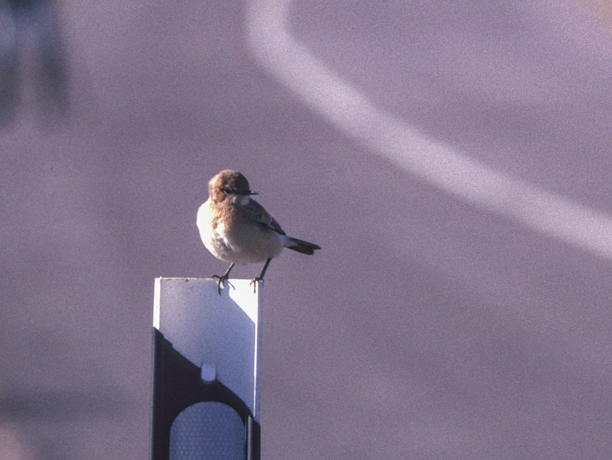 Western/Eastern Black-eared Wheatear - ML623383993