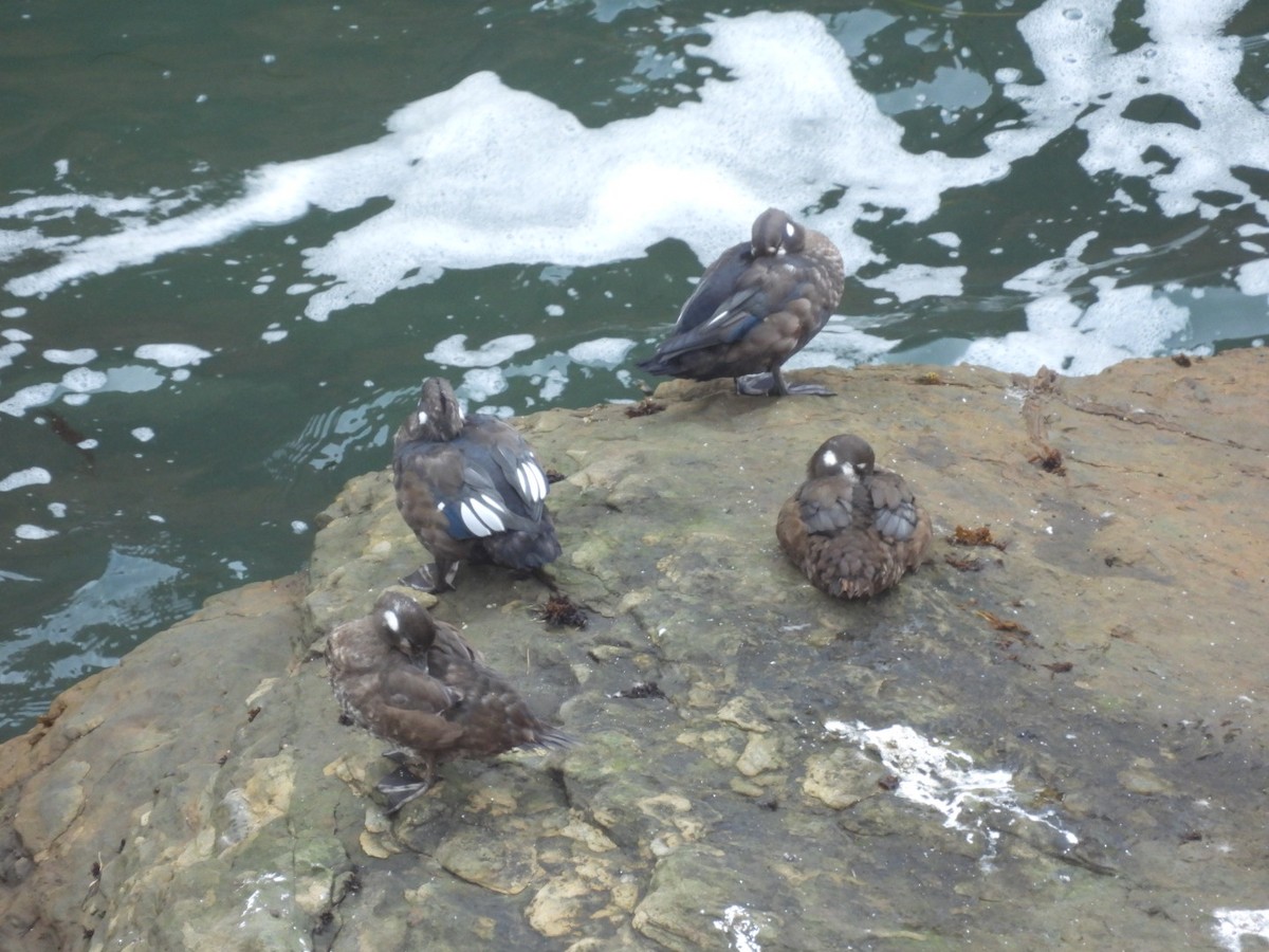 Harlequin Duck - ML623384055